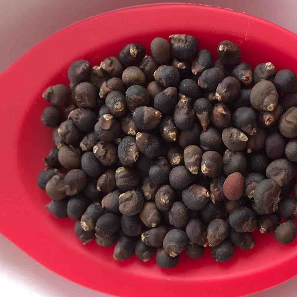 CEIBA Pentandra tree seeds - 100 pieces