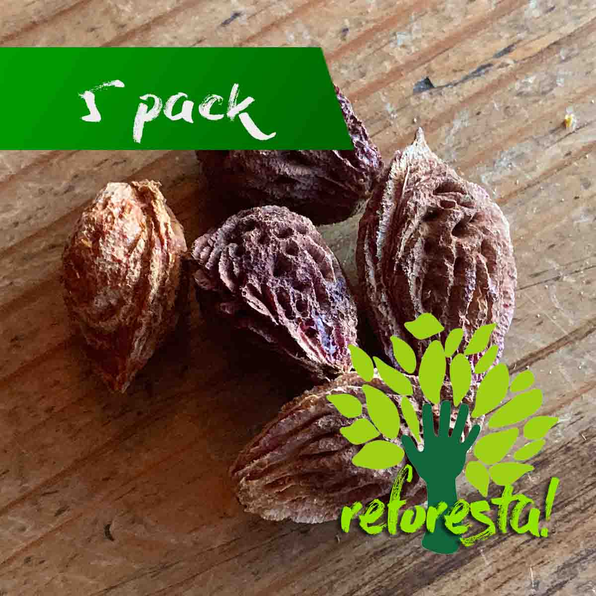 Semillas de árbol de Durazno (Prunus persica) - paquete de 5 piezas