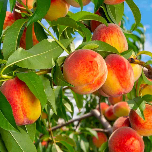 Peach tree seeds (Prunus persica) - 5 seeds pack