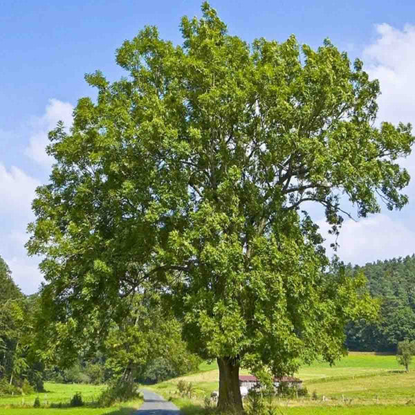 Mexican Ash Seeds (Fraxinus uhdei) - pack with 100 pieces