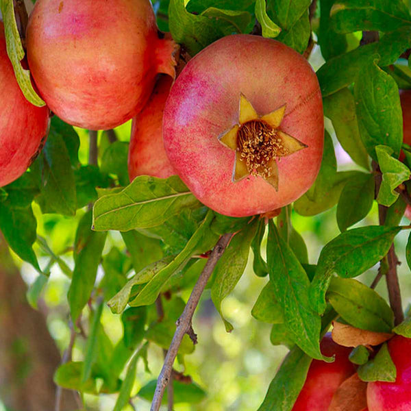 Semillas de árbol de Granada (Punica granatum) - Paquete de 40 semillas