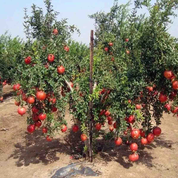 Pomegranate tree seeds (Punica granatum) - 40 pieces pack