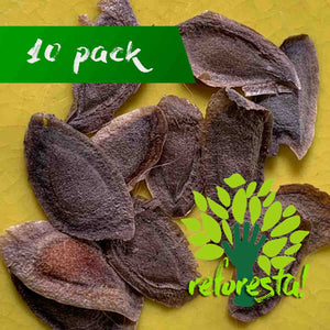 Australian Oak Seeds (Grevillea Robusta) - Pack of 10 pieces