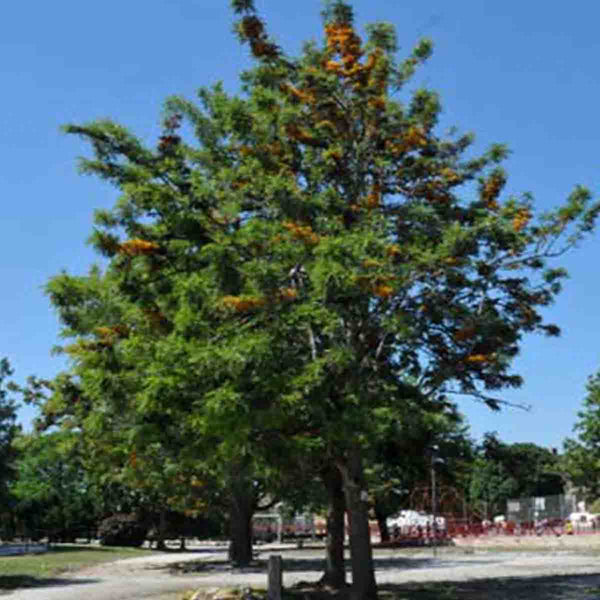 Semillas de Roble Australiano (Grevillea Robusta) - Paquete de 10 piezas