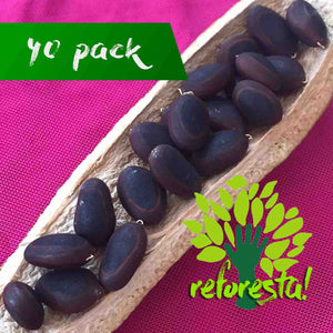 Guanacaste seeds (Enterolobium cyclocarpum) - pack of 40