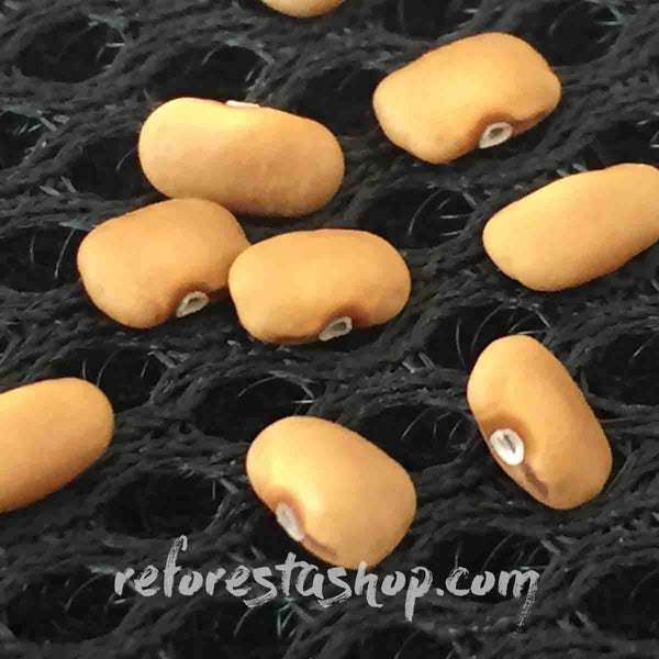Semillas de Jabín (Piscidia piscipula) - paquete con 50 piezas