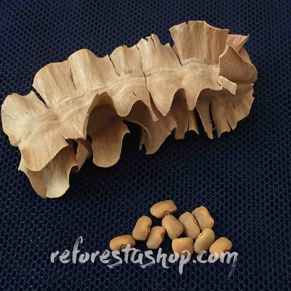 Semillas de Jabín (Piscidia piscipula) - paquete con 50 piezas