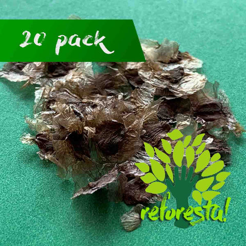 JACARANDA Tree Seeds (Jacaranda Mimosifolia) - Pack of 20 pieces