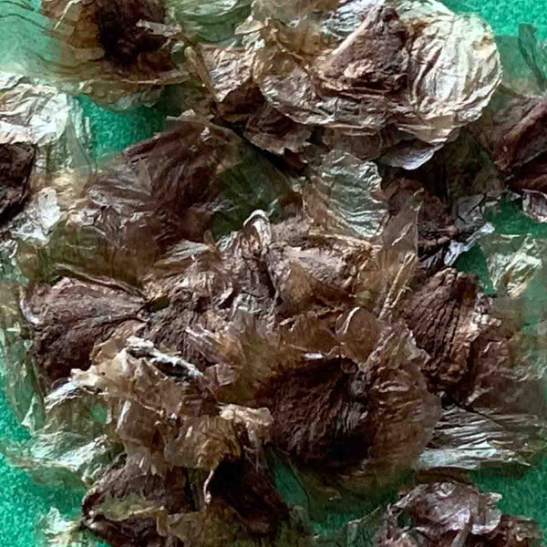 Semillas de JACARANDA (Jacaranda Mimosifolia) - Paquete de 20 piezas