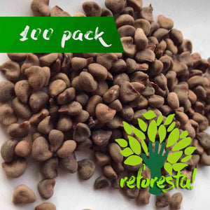 Jamaica seed (Hibiscus sabdariffa) - 100 pieces pack