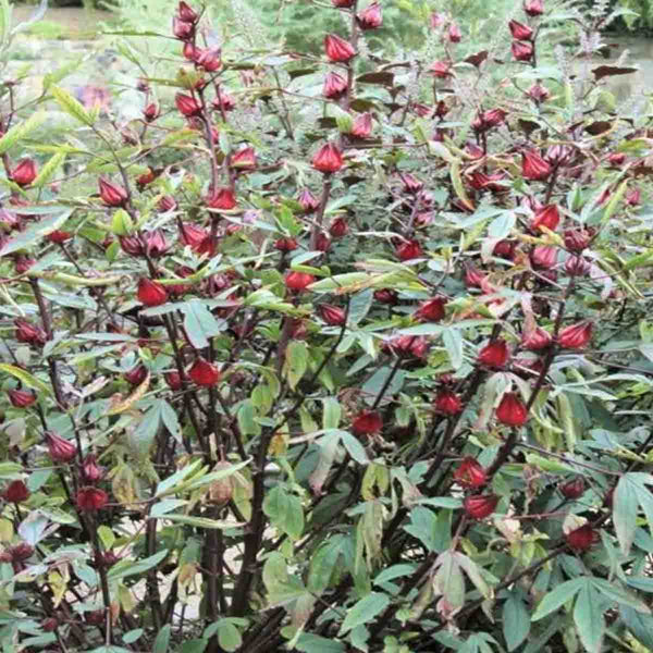 Semilla de Jamaica (Hibiscus sabdariffa)- Paquete con 100 piezas