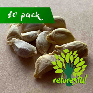 Eureka Lemon Tree Seeds - 10 pieces pack