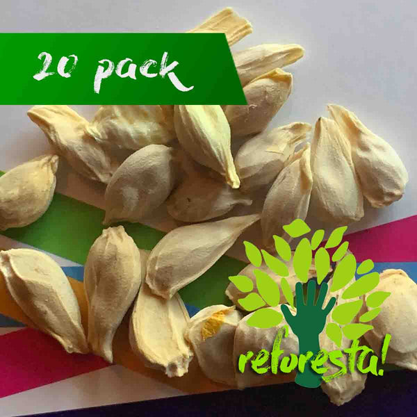 Semillas de árbol de Mandarina (Citrus reticulada) - Paquete de 20 piezas