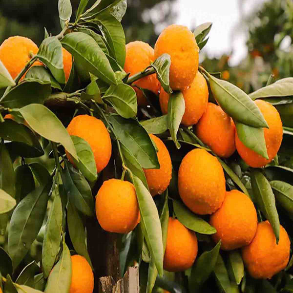Semillas de árbol de Mandarina (Citrus reticulada) - Paquete con 1 libra