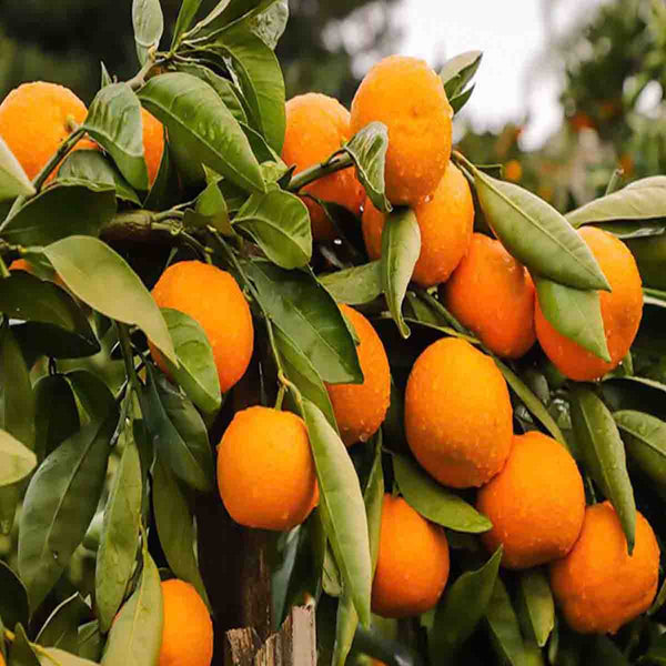 Mandarin Tree Seeds (Reticulated Citrus) - 20 pieces pack