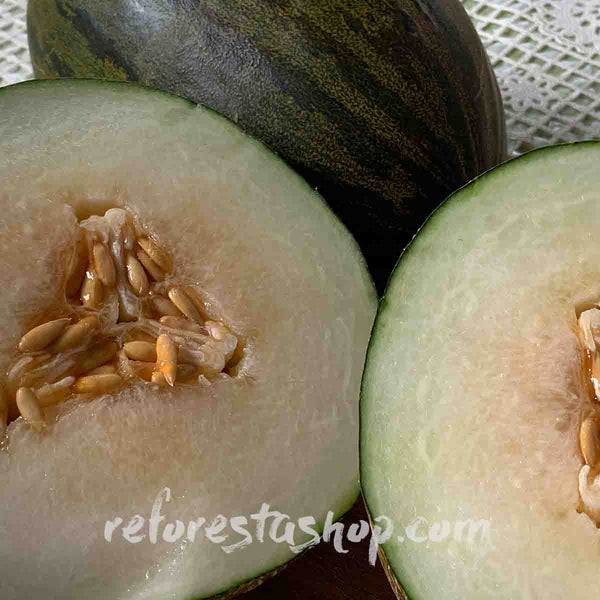 Exotic Melon Seeds - Pack with 20 pieces