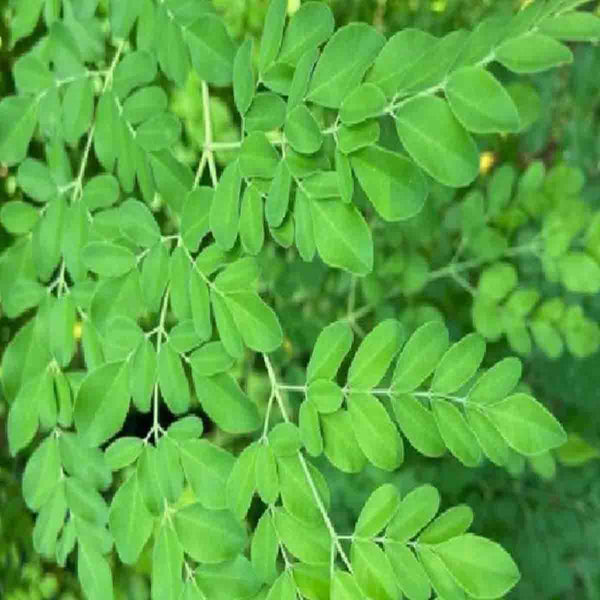 Semillas de Moringa (Moringa oleifera) paquete con 100