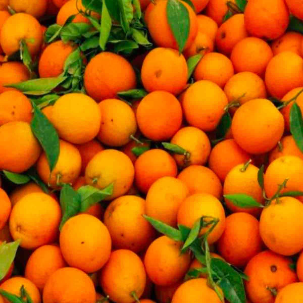 Orange Tree Seeds - Pack with 100 pieces