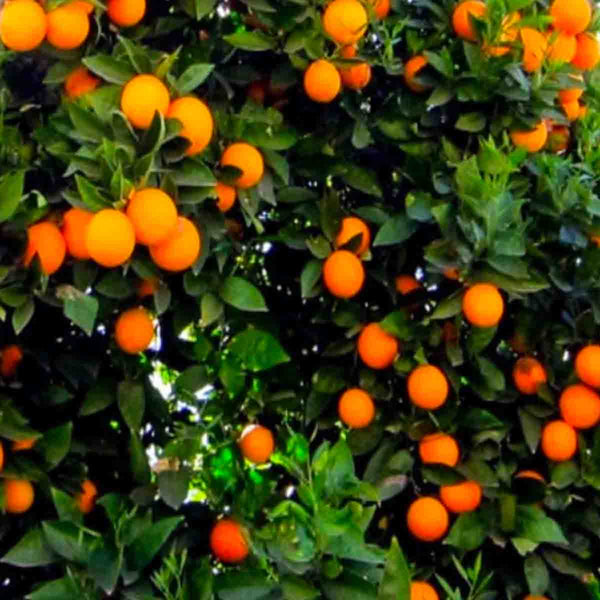 Orange Tree Seeds - Pack with 100 pieces