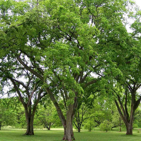 Semillas de Olmo Blanco de Siberia (Ulmus Laevis) - Paquete de 40