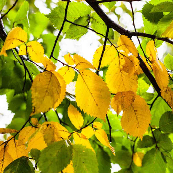 Semillas de Olmo Blanco de Siberia (Ulmus Laevis) - Paquete de 40