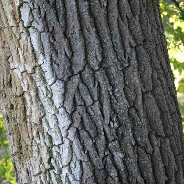 Semillas de Olmo Blanco de Siberia (Ulmus Laevis) - Paquete de 40