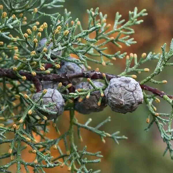 Semillas de Pino Azul (Cupressus arizonica) - paquete de 50 piezas