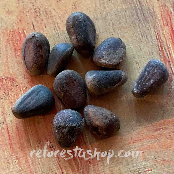 Siberian Pinion Seeds (Pinus Sibirica) - 40 pack