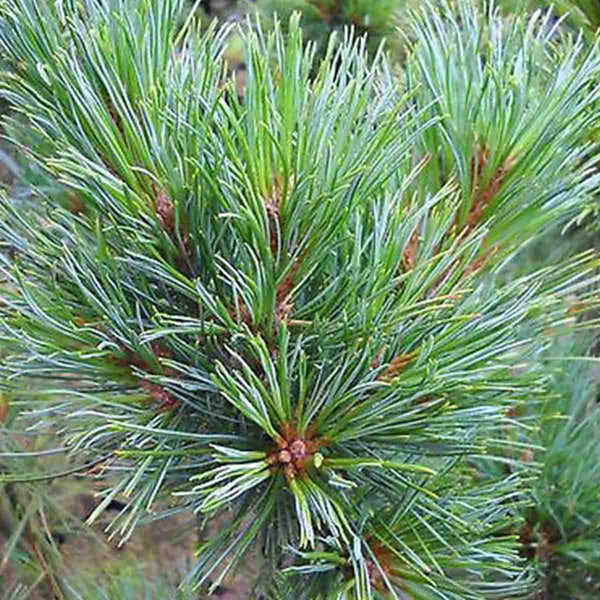 Semillas de Piñón Siberiano (Pinus Sibirica) - 40 pack