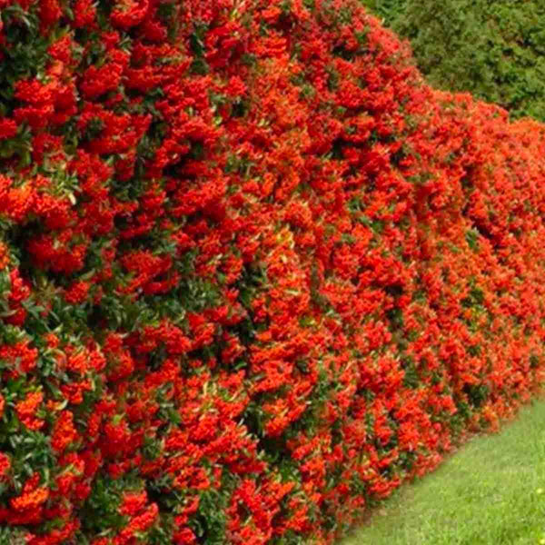 Piracanth Seeds (Pyracantha coccinea) - Pack of 100 pieces