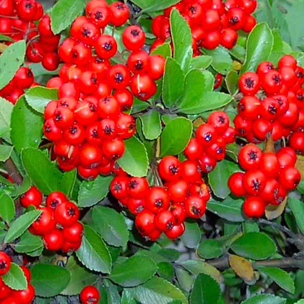 Piracanth Seeds (Pyracantha coccinea) - Pack of 100 pieces