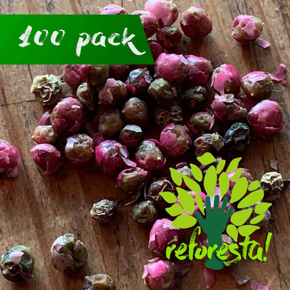 PIRUL seeds (Schinus molle) - pack of 100 seeds – ReforestaShop