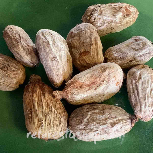 Rambutan Seeds (Nephelium lappaceum) - Pack of 10 pieces