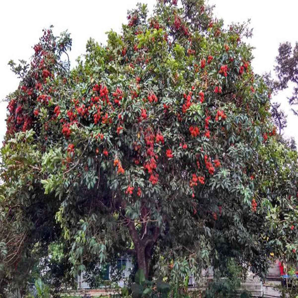 Semillas de Rambután (Nephelium lappaceum) - Paquete de 10 piezas