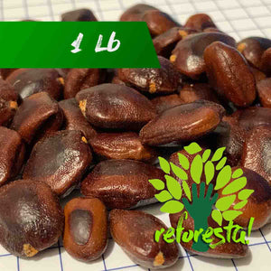 Tamarind tree seeds (Tamarindus indica) - 1 pound