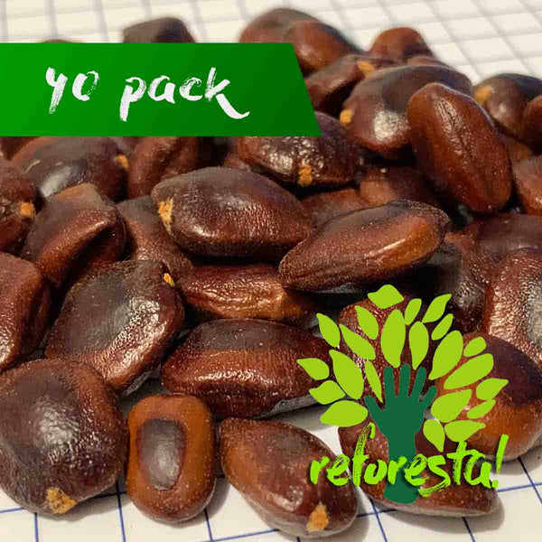 Semillas de árbol de Tamarindo (Tamarindus indica) - Paquete con 40 piezas