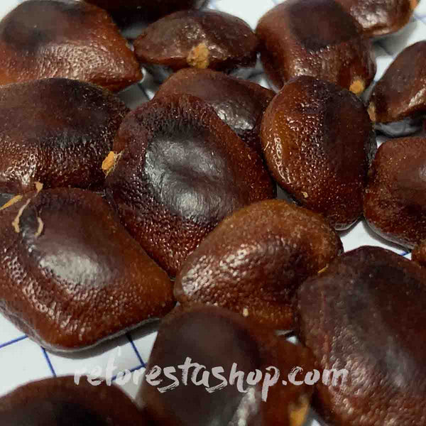 Tamarind tree seeds (Tamarindus indica) - 1 pound