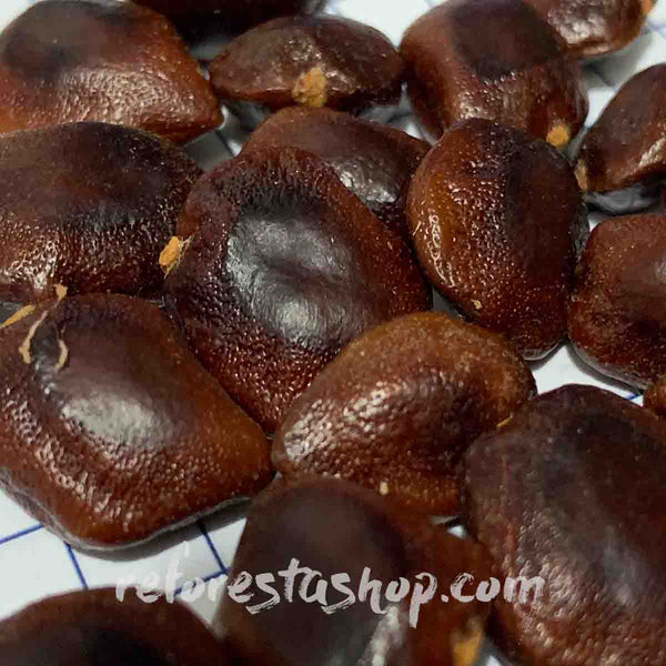 Semillas de árbol de Tamarindo (Tamarindus indica) - Paquete con 40 piezas