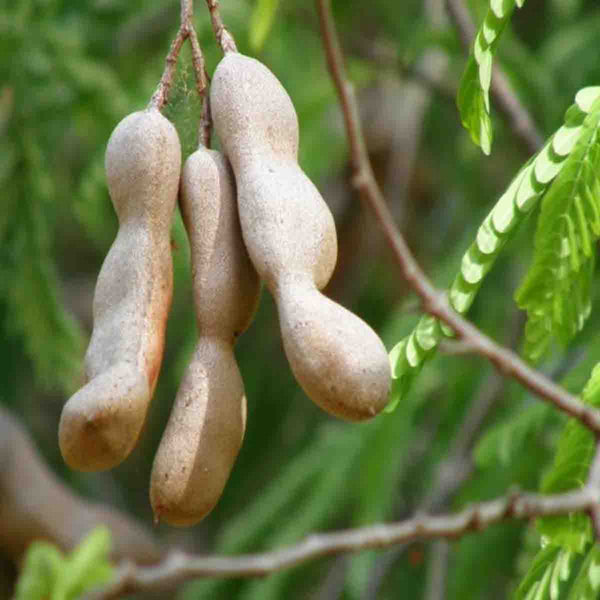 Tamarind tree seeds (Tamarindus indica) - 1 pound