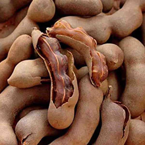 Tamarind tree seeds (Tamarindus indica) - 1 pound