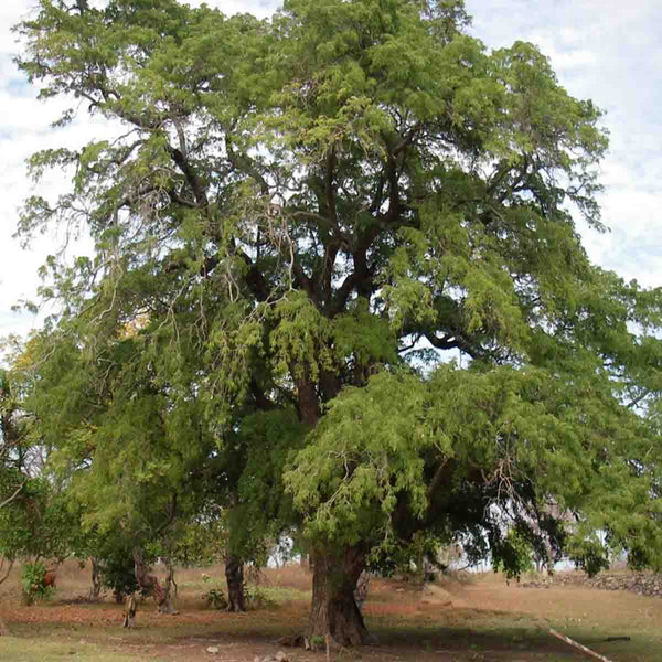 Tamarind tree seeds (Tamarindus indica) - 1 pound