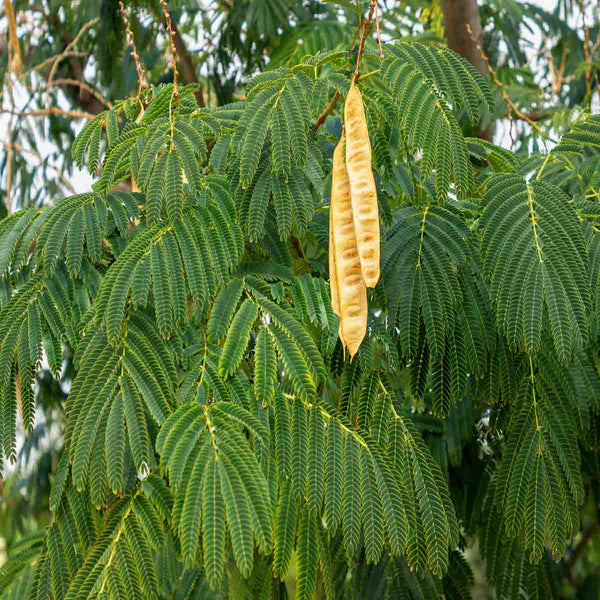 Semillas de árbol Uaxim (Leucaena leucocephala) - Paquete con 100 piezas