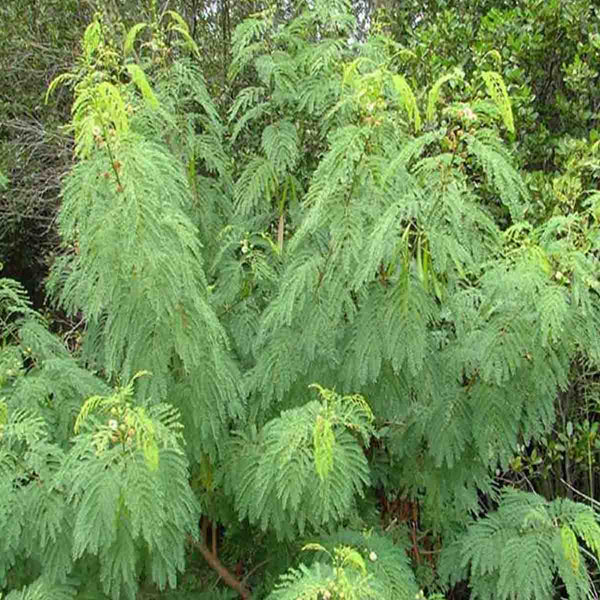 Semillas de árbol Uaxim (Leucaena leucocephala) - Paquete con 100 piezas