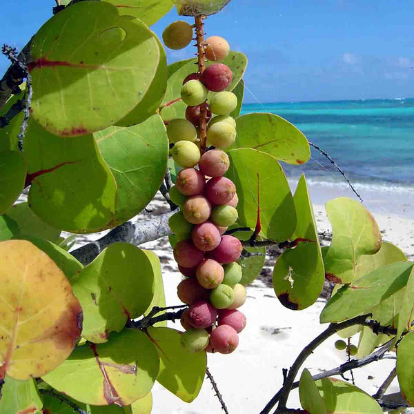 Semillas de árbol Uva de Mar (Coccoloba uvifera) - Paquete de 40 piezas
