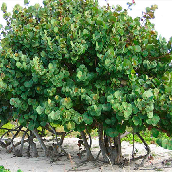Semillas de árbol Uva de Mar (Coccoloba uvifera) - Paquete de 40 piezas