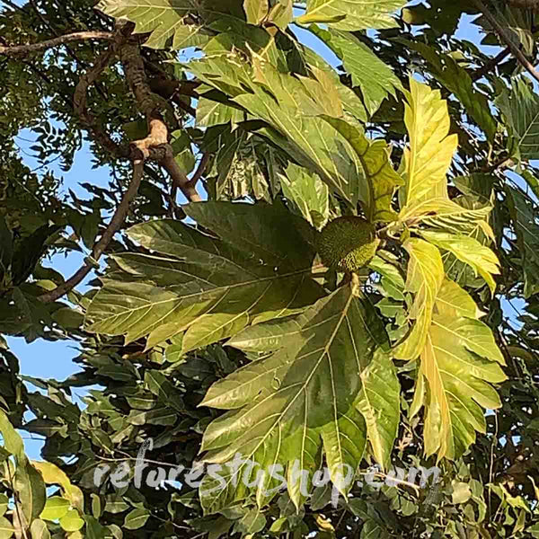 Semilla de árbol de Yaca (Artocarpus heterophyllus)- Paquete con 20 piezas