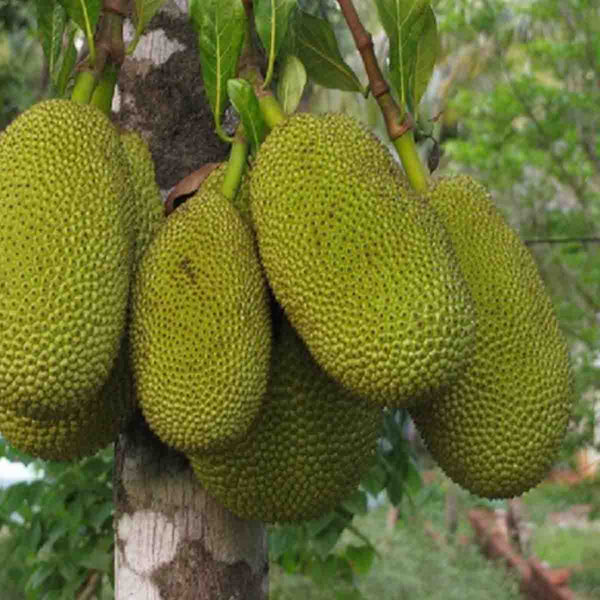 Semilla de árbol de Yaca (Artocarpus heterophyllus)- Paquete con 20 piezas