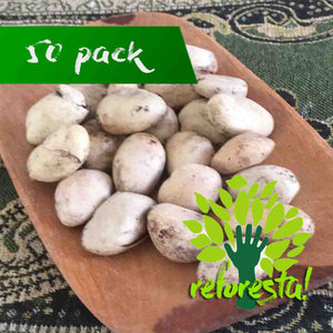 Yaka Jackfruit tree seeds (Artocarpus heterophyllus) - 50 seeds pack
