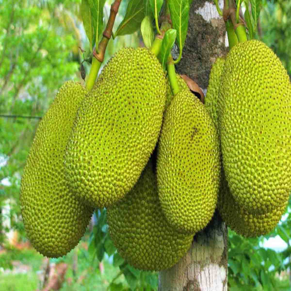 Semillas de árbol de Yaka (Artocarpus heterophyllus) - Paquete con 50 piezas