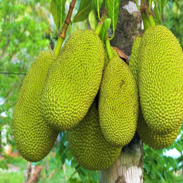 Yaka Jackfruit tree seeds (Artocarpus heterophyllus) - 1 pound